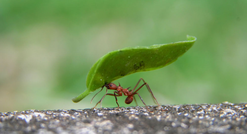 A leaf cutter ant carrying a huge leaf in his mouth while zipping along the edge of a sidewalk in the Soberania National Forest in Panama. Shallow depth of depth with selective focus on ant and leaf. The speed that the ant was traveling, the limited field of depth and the extremely small size of the subject made this a very gratifying image to capture.