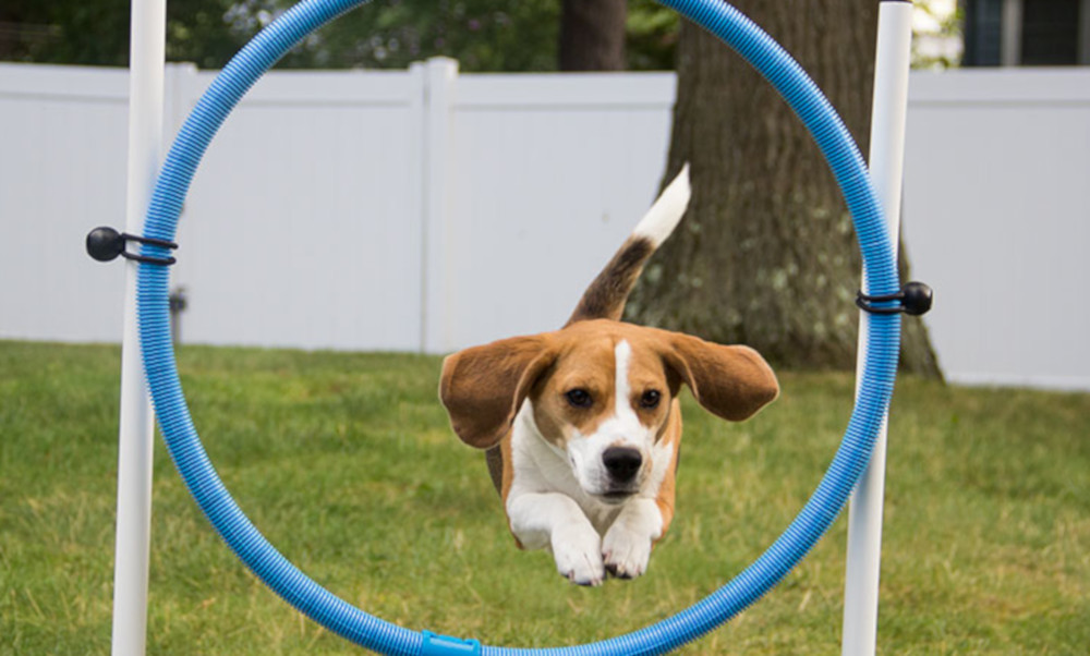 Jumping through hoops – Teaching Matters blog
