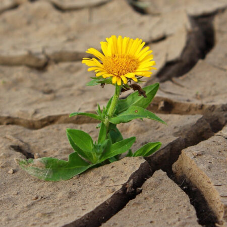 A dandelion growing on a parched land