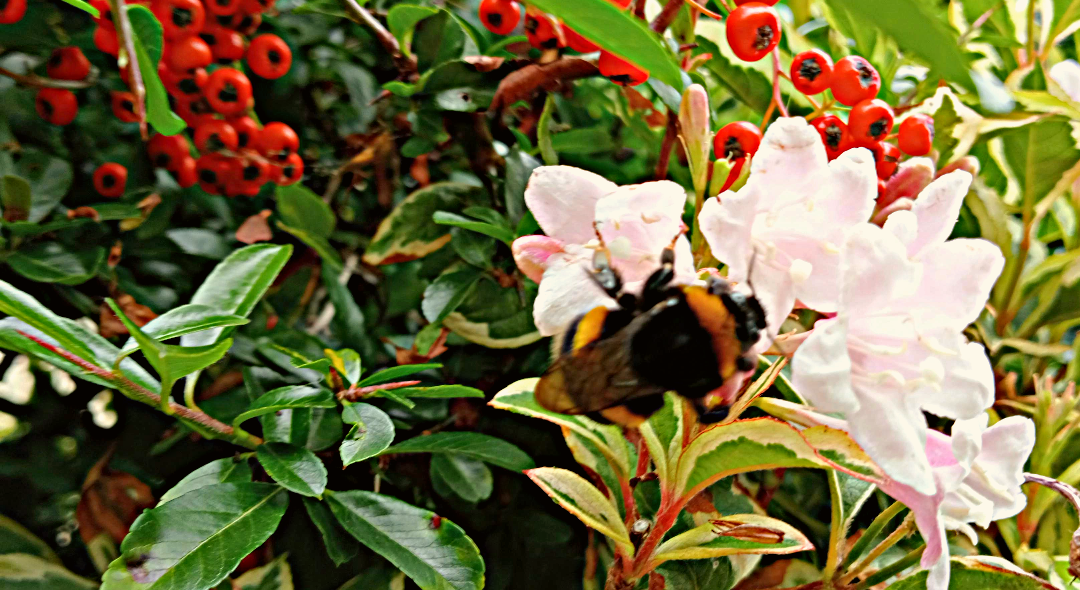 A photograph of honey bee in a flower with a backdrop of green foliage and red fruits 