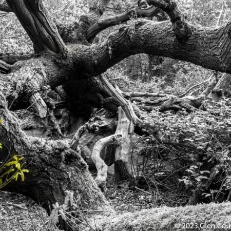 Fallen oak tree with new spring growth