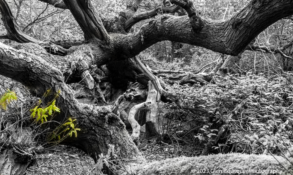 Fallen oak tree with new spring growth